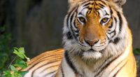 Beauty of Tiger31075708 200x110 - Beauty of Tiger - Tiger, Scuddle, Beauty